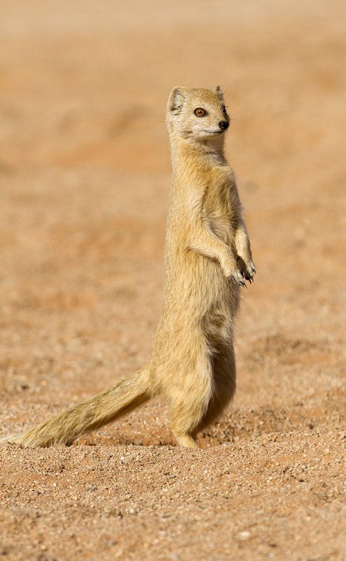 Yellow mongoose