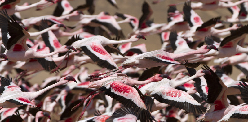 Flamingo