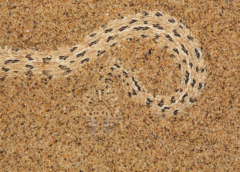 Peringueys adder