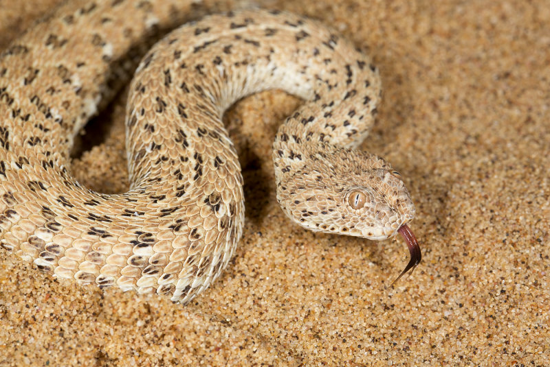 Peringueys adder