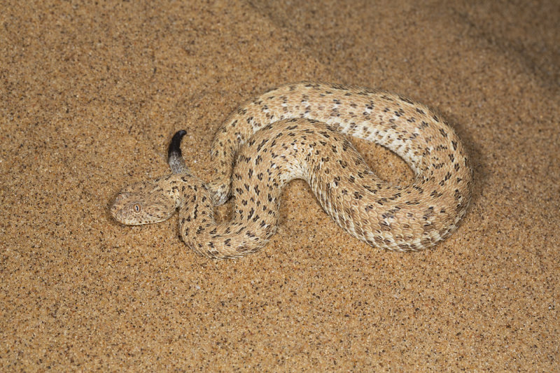 Peringueys adder