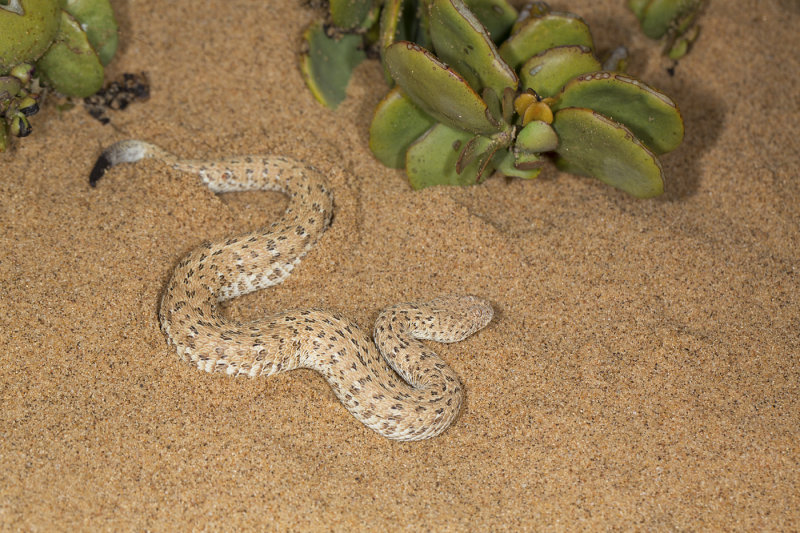 Peringueys adder