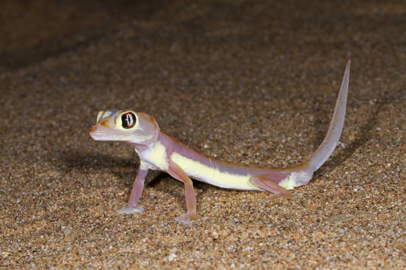 Palmatogecko