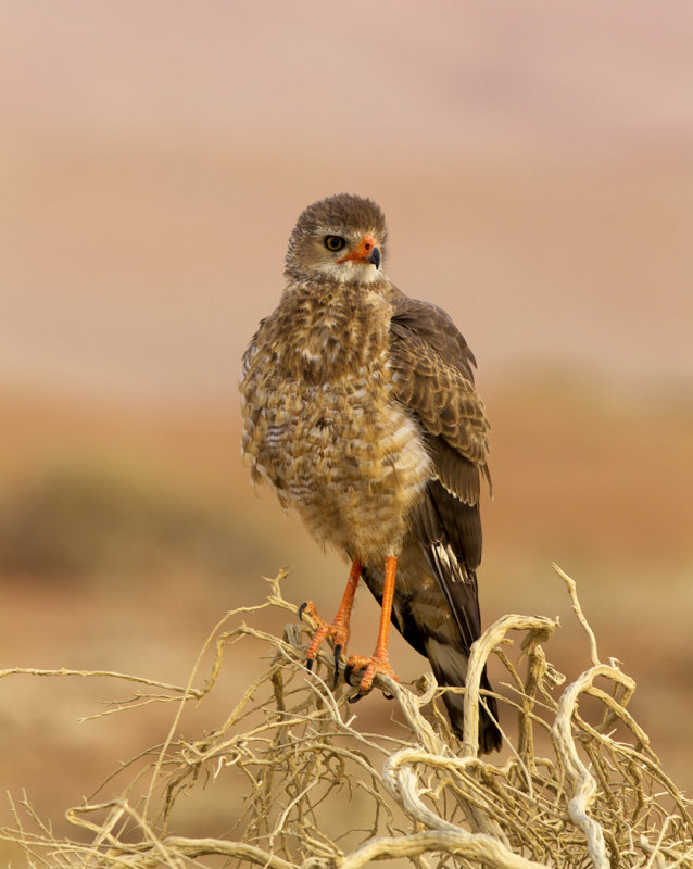 Namibia web011.jpg