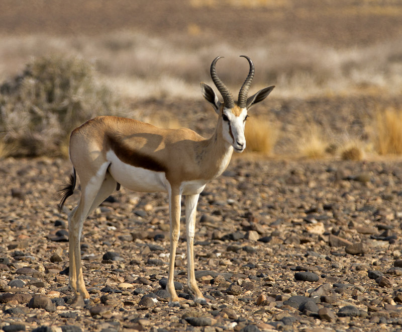 Springbok