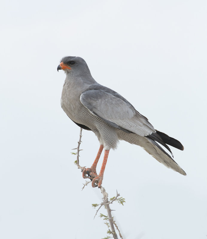 Pale chanting goshawk