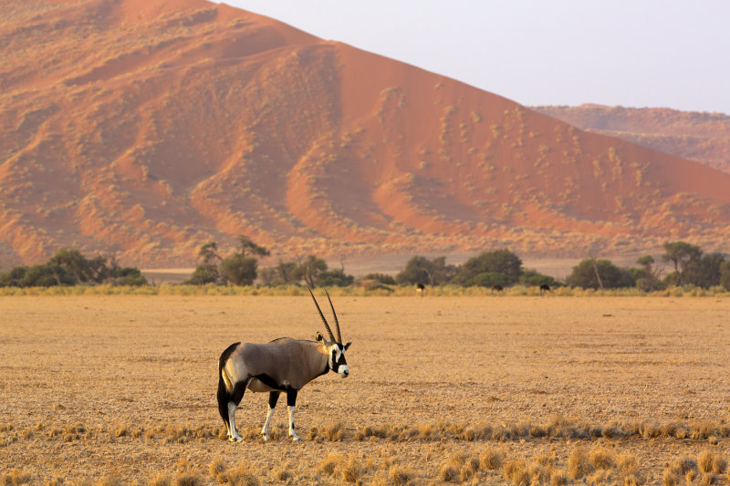 Oryx at Sossusvlei
