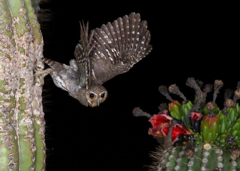 elf owl az  21222.JPG