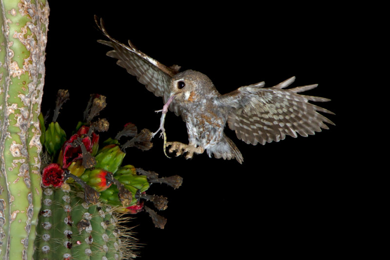 elf owl az  21142.JPG