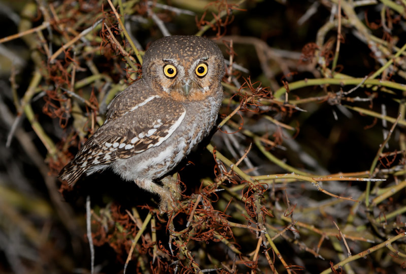 elf owl az  21082.JPG