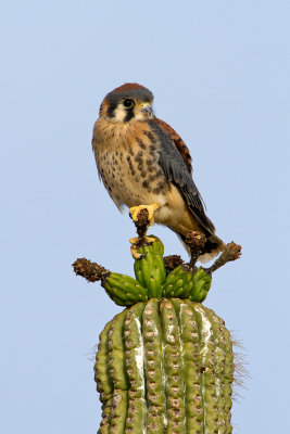 kestral18.jpg