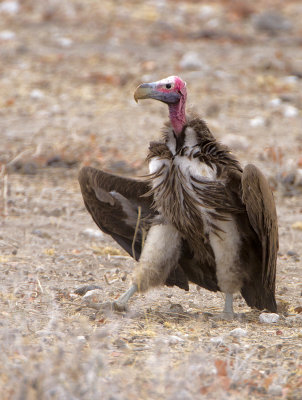 Lappet-browed vulture