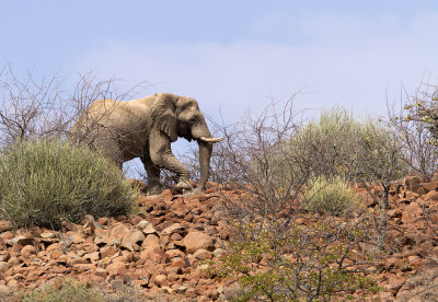 Desert elephant
