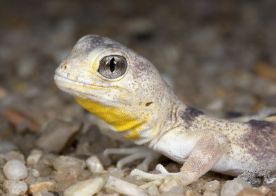 Carp's gecko