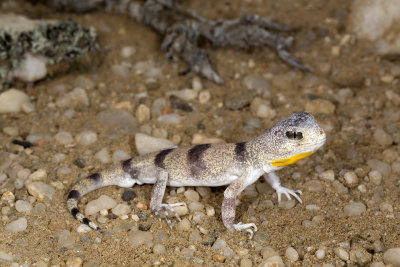 Carp's gecko