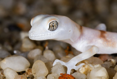 Koch's gecko