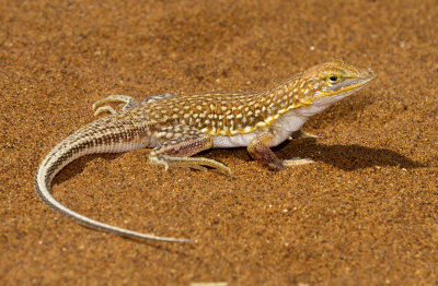 Sand Lizard