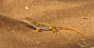 Sand Lizard