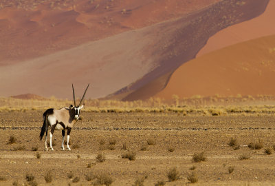 Oryx at Sossusvlei