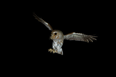 elf owl az  21202.JPG