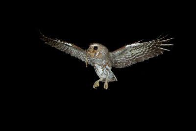 elf owl az  21182.JPG