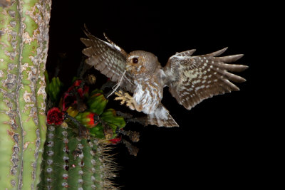 elf owl az  21152.JPG