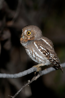 elf owl az  21092.JPG