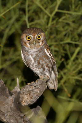 elf owl az  21062.JPG