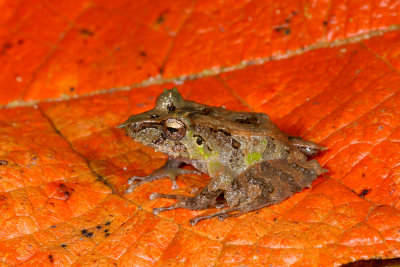 Pristimantis appendicalatus.jpg