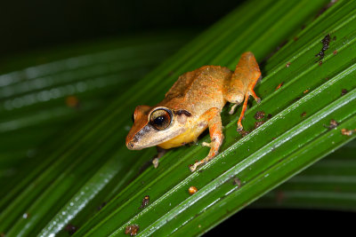 Pristimantis achatinus.jpg
