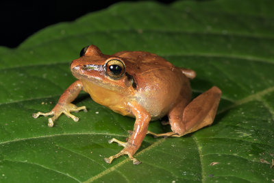 Pristimantis achatinus 2.jpg