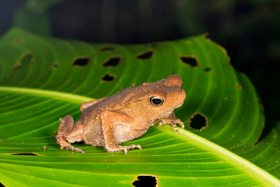 Physalaemus petersi.jpg