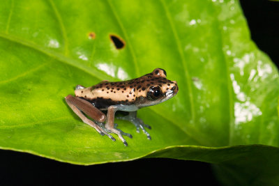 Phrynohyas resinifictrix.jpg