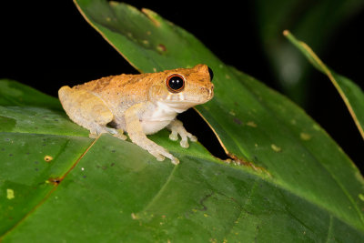 Osteocephalus sp.jpg