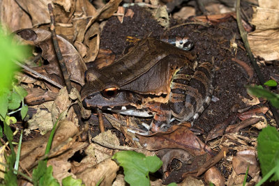 Leptodactlus pentadactylus.jpg