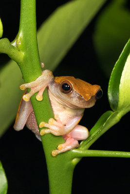 Hyla triangulum.jpg