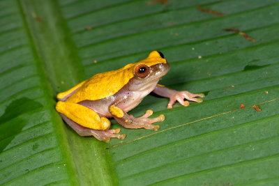 Hyla triangulum 2.jpg