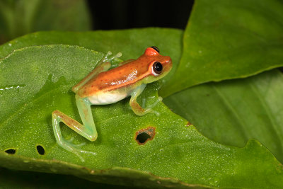 Hyla punctata.jpg