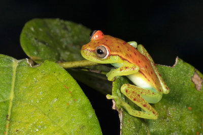 Ecuador Frogs and Toads