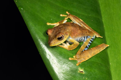 Hyla calcarata.jpg