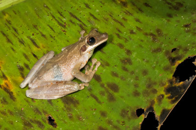 Hyla calcarata 2.jpg