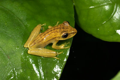 Hyla Hypsiboas lanciformis.jpg
