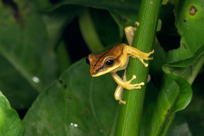 Hyla Hypsiboas lanciformis 2.jpg
