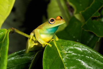 Hyla Hypsiboas cinerascens.jpg
