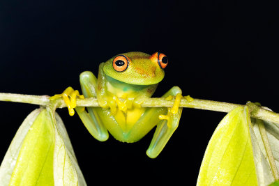 Hyla Hypsiboas cinerascens 2.jpg
