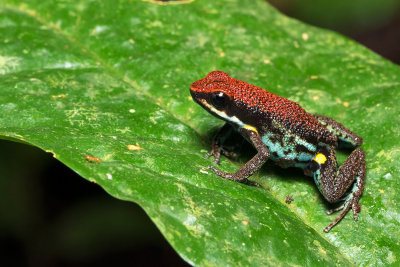 Dendrobates Ameerega bilinguis.jpg