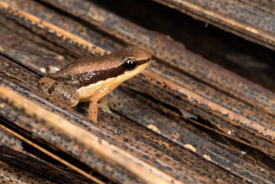 Ecuador Frogs and Toads