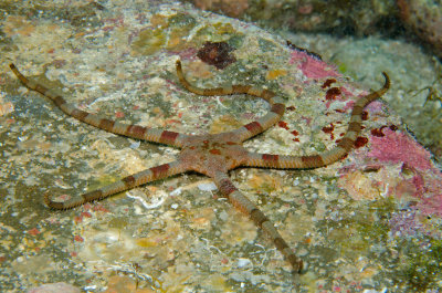 Loreto Diving October 2013