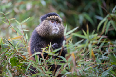 Mountain Gorillas and Golden Monkeys