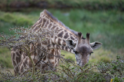 Arusha National Park Tanzania